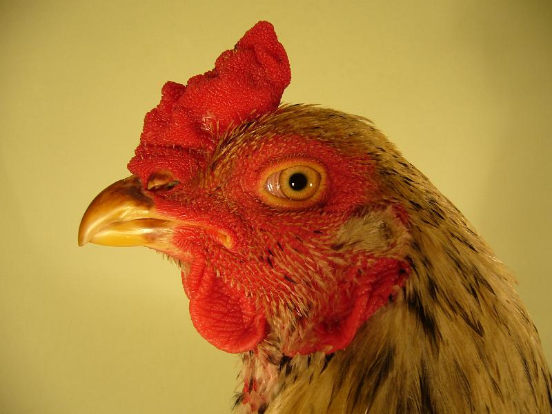 Munster 2009 139.jpg - Indischer Kämpfer weiss fasanenbraun von Martin Hötte